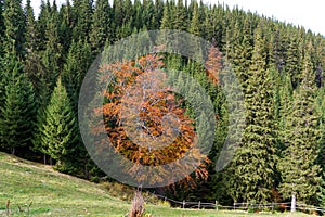 A beautiful lush tree with yellow leaves. Deciduous tree among the needles. Unique tree. Stand out from others