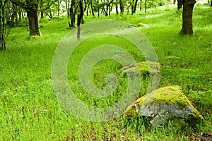 Beautiful lush vobrant image of ancient woodland