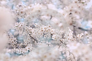 Beautiful lushes white cherry blossoms with blue sky