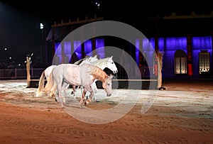 Beautiful lusitano horses in sand arena