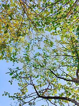 Beautiful, luxuriant green leaves.