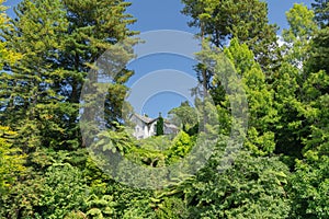 Beautiful luxuriant green trees with house gable through gap