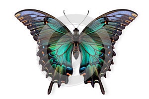 Beautiful Luzon Peacock Swallowtail Blue butterfly isolated on a white background with clipping path