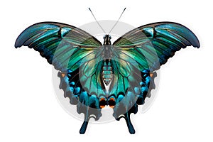 Beautiful Luzon Peacock Swallowtail Blue butterfly isolated on a white background with clipping path