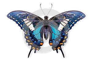 Beautiful Luzon Peacock Swallowtail Blue butterfly isolated on a white background with clipping path