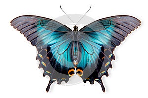 Beautiful Luzon Peacock Swallowtail Blue butterfly isolated on a white background with clipping path