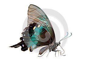 Beautiful Luzon Peacock Swallowtail Blue butterfly isolated on a white background. Side view