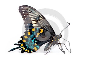 Beautiful Luzon Peacock Swallowtail Blue butterfly isolated on a white background. Side view