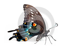 Beautiful Luzon Peacock Swallowtail Blue butterfly isolated on a white background. Side view