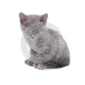 Beautiful lying small blue cat is isolated on a white background