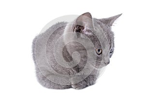 Beautiful lying small blue cat is isolated on a white background