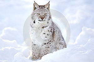 Beautiful lynx cub sits in the cold snow