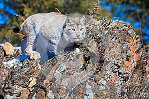 A beautiful lynx fixing to leap on prey