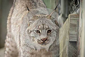 Beautiful Lynx at Lakota Wolf Preserve