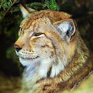 beautiful lynx outdoors in the fores photo