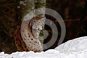 Beautiful lynx in winter, lynx in snowy landscape, attractive winter scene with big cat, beautiful winter landscape