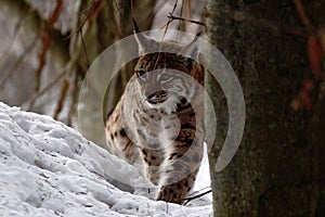 Beautiful lynx in winter, lynx in snowy landscape, attractive winter scene with big cat, beautiful winter landscape