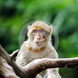 Beautiful macaco monkeys in the forest photo