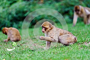 Beautiful macaco monkeys in the forest photo