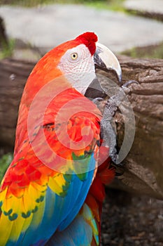 Beautiful macaw and Beautiful birds .