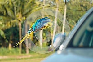 beautiful macaw bird flying sky in rural area