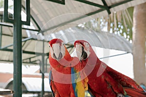 Beautiful macaw bird two Friends in the park, Parrot