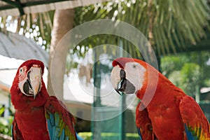 Beautiful macaw bird two Friends in the park, Parrot