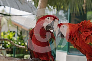 Beautiful macaw bird two Friends in the park, Parrot