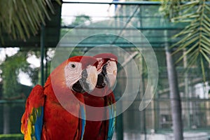 Beautiful macaw bird two Friends in the park, Parrot