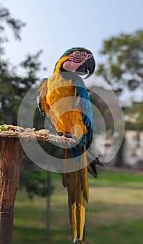 Beautiful Macaw climbed on a branch