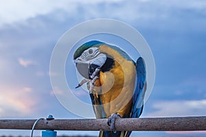 The Beautiful Macaw parrot acting 2 finger on stick.