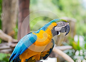 Beautiful macaws parrot on tree branch against jungle background