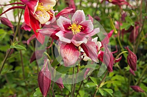 Beautiful macro of aquilegia perennial plant in the garden