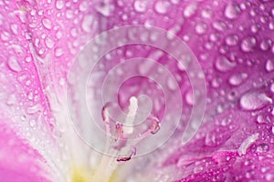 A beautiful Macro background of water dew drops on pink flower petals