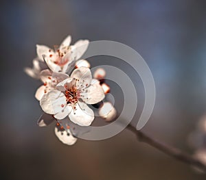 Beautiful macro of a blooming blood plum, named Prunus cerasifera Pissardii