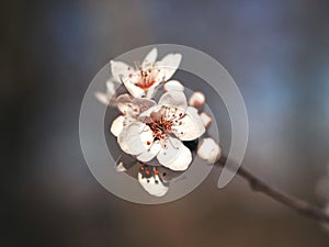 Beautiful macro of a blooming blood plum, named Prunus cerasifera Pissardii