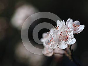 Beautiful macro of a blooming blood plum, named Prunus cerasifera Pissardii