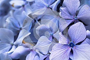 Beautiful macro close up of bunch of blue violet petals of hortensia flower on blurred background texture pattern