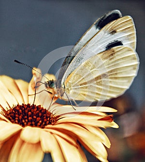 A beautiful macro close up of butterfly sucking nector from a spring flower photo