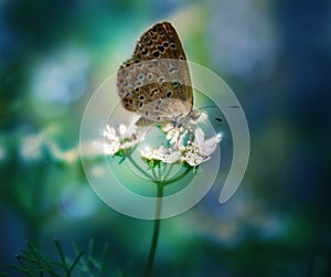 A beautiful macro close up of butterfly sucking nector from a spring flower photo
