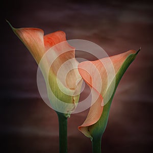 Beautiful macro close up image of colorful vibrant calla lily fl