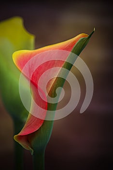 Beautiful macro close up image of colorful vibrant calla lily fl