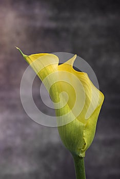 Beautiful macro close up image of colorful vibrant calla lily fl