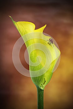 Beautiful macro close up image of colorful vibrant calla lily fl