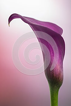 Beautiful macro close up image of colorful vibrant calla lily fl