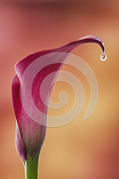 Beautiful macro close up image of colorful vibrant calla lily fl