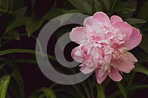 Beautiful macro close up of pink Peonies flower blooming