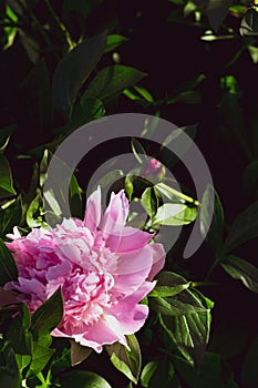 Beautiful macro close up of pink Peonies flower blooming