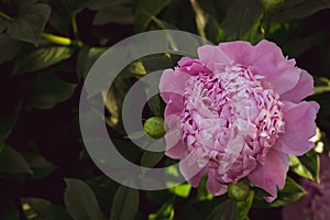 Beautiful macro close up of pink Peonies flower blooming