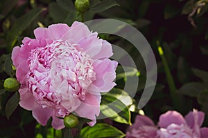 Beautiful macro close up of pink Peonies flower blooming